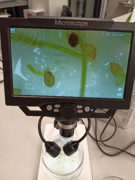 Микроскопия семян 2